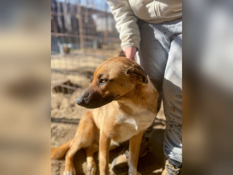 Dolly-LM, sanfte Seele sucht ihre Familie.