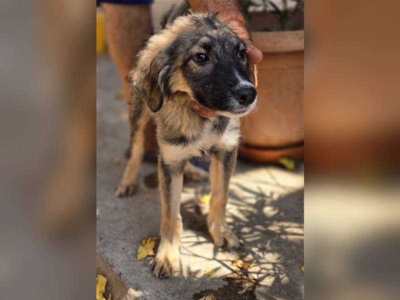 Amy - super hübsches Hundekind mit einem Gesichtchen wie gemalt