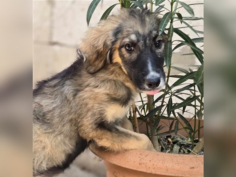 Amy - super hübsches Hundekind mit einem Gesichtchen wie gemalt