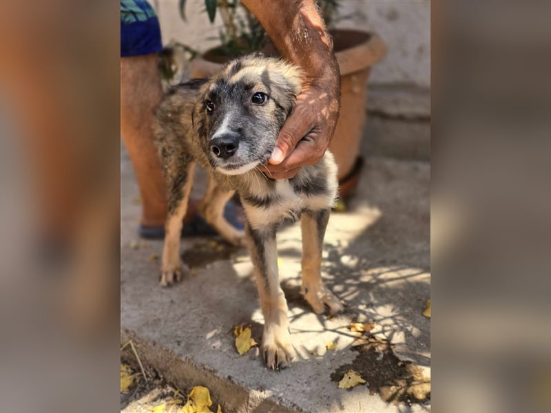 Amy - super hübsches Hundekind mit einem Gesichtchen wie gemalt
