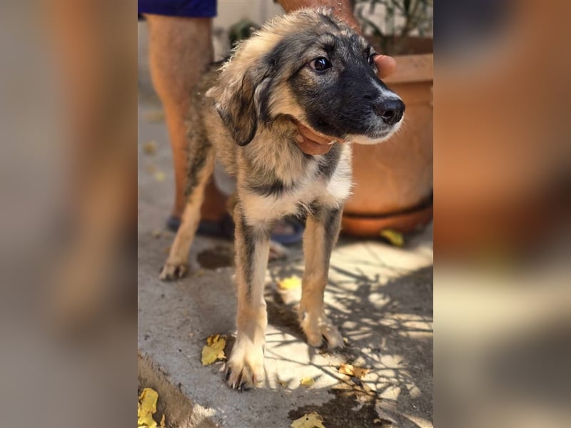Amy - super hübsches Hundekind mit einem Gesichtchen wie gemalt