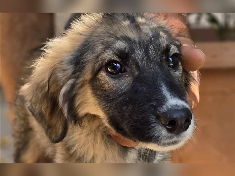 Amy - super hübsches Hundekind mit einem Gesichtchen wie gemalt