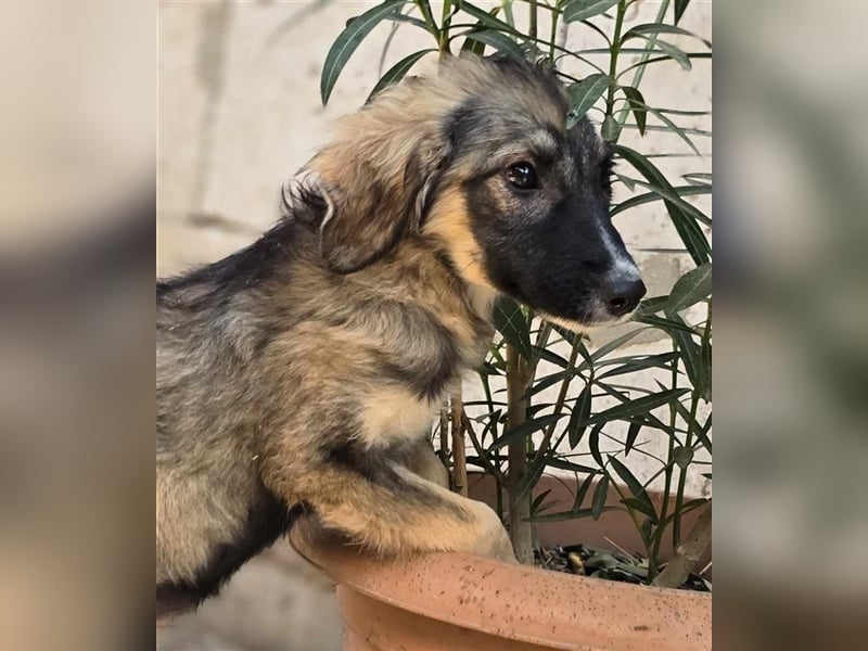 Amy - super hübsches Hundekind mit einem Gesichtchen wie gemalt