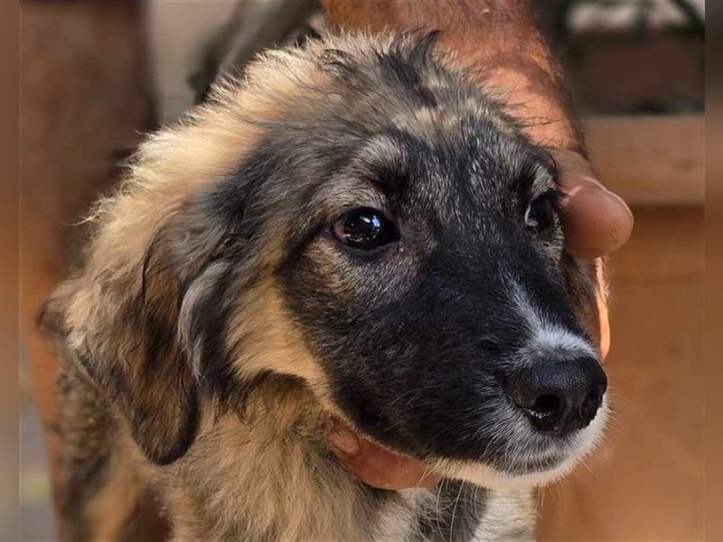 Amy - super hübsches Hundekind mit einem Gesichtchen wie gemalt