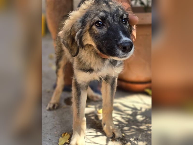 Amy - super hübsches Hundekind mit einem Gesichtchen wie gemalt