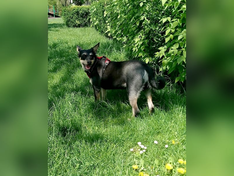 Süße Lina sucht ihr eigenes Körbchen
