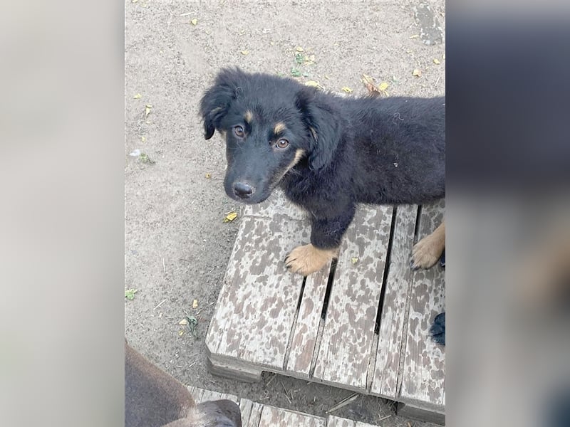 INSA, bildhübsche Maus. Der ideale Familienhund
