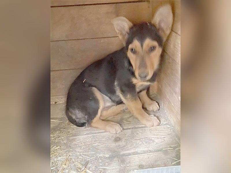 FANNY, zuckersüsse Hummel. Der ideale Familinehund