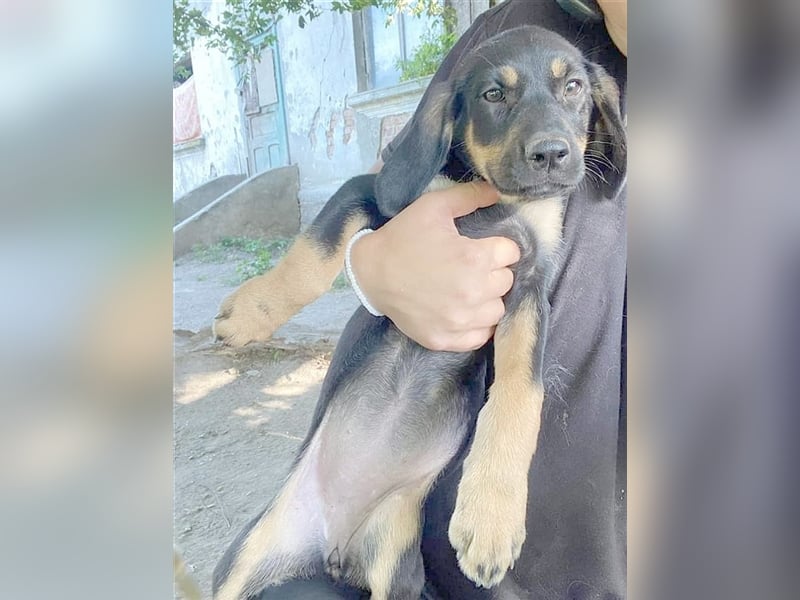 BONNY, zuckersüsse Maus. Der ideale Familienhund
