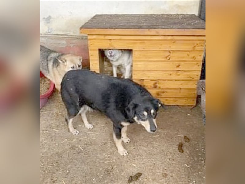 CINNY, ganz armes Mäuschen