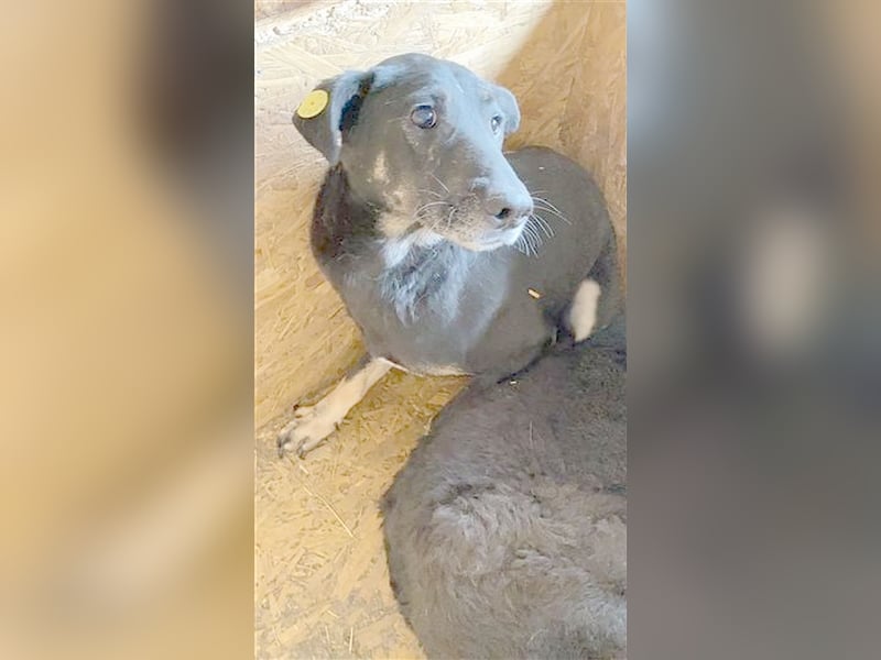 TOLLY, sucht ganz dringend ein Zuhause