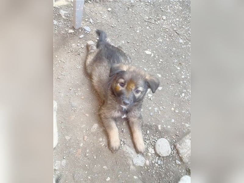 AKELA zuckesüsse Hummel. Der ideale Familienhund
