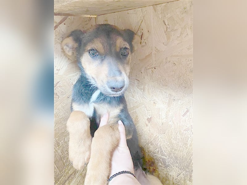 BILLE, goldige kleine Maus. Der ideale Familienhund