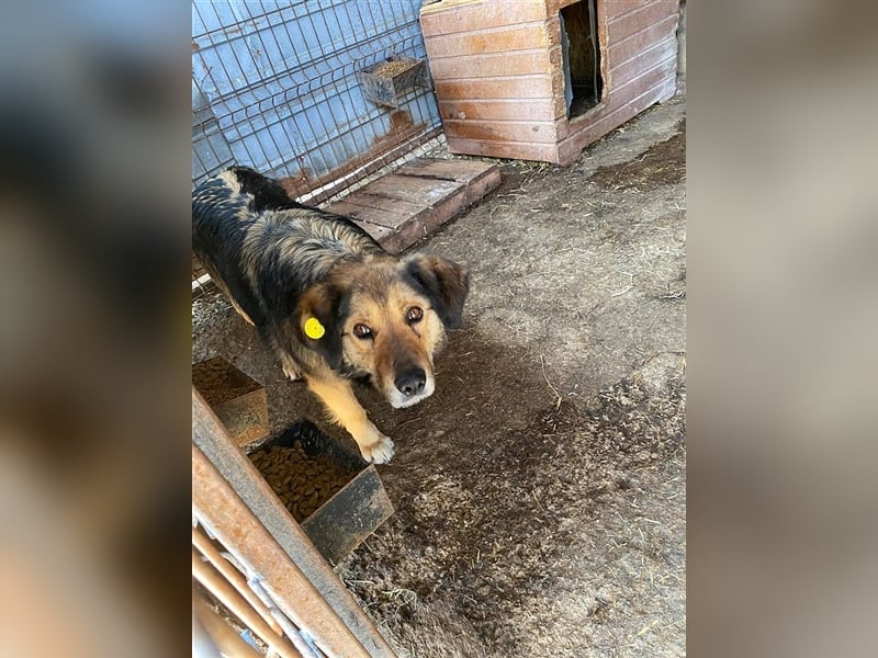 PINA, sucht dringend ein Zuhause