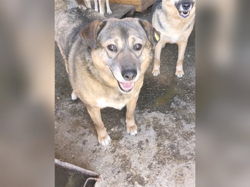 MADDY, möchte gern frei sein