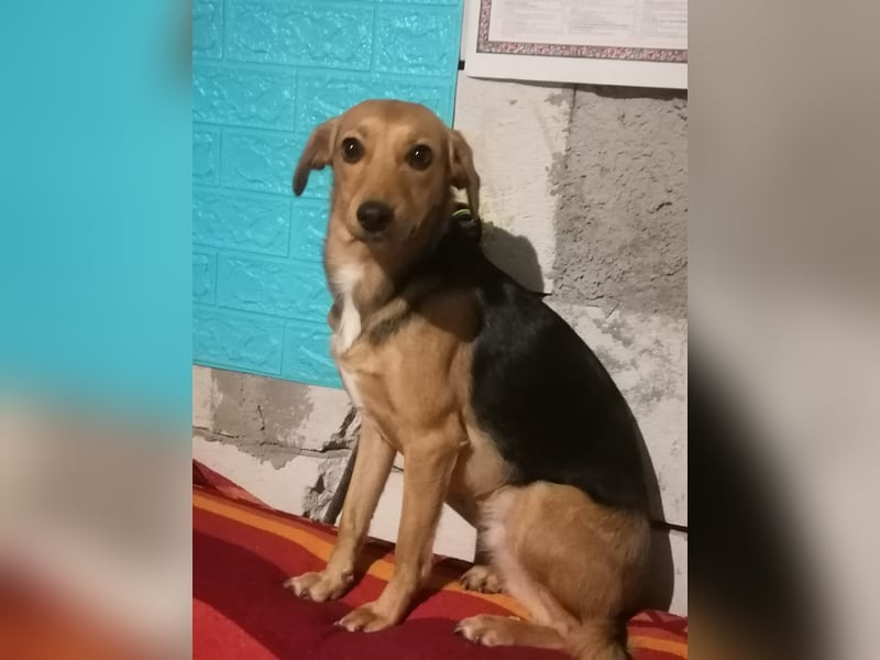Paloma - liebe und unkomplizierte Anfängerhündin