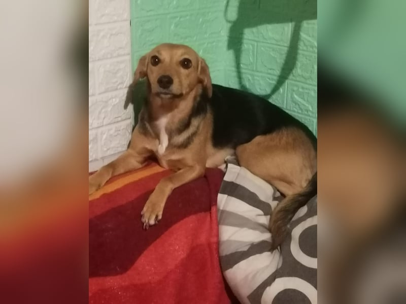 Paloma - liebe und unkomplizierte Anfängerhündin