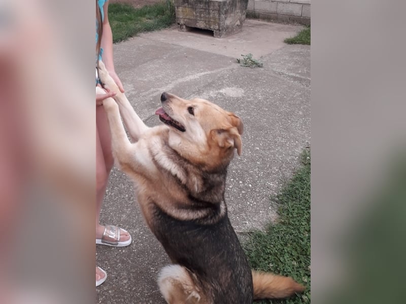 Ines - Freundliche und liebenswerte Hundedame