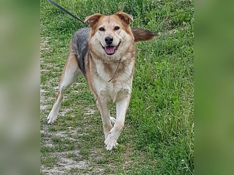 Ines - Freundliche und liebenswerte Hundedame