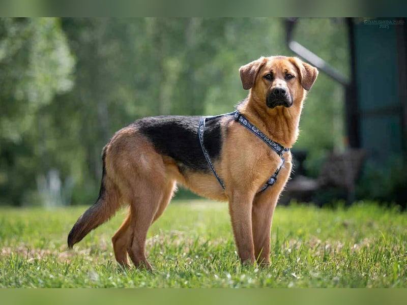 Perfekte Mischa sucht ihre Menschen