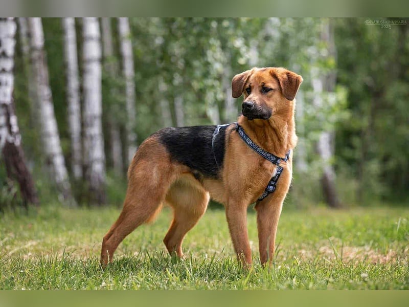 Perfekte Mischa sucht ihre Menschen