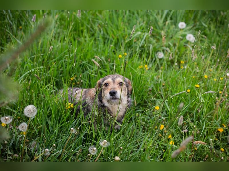 Motte - Kleines Hundemädel sucht Familie zum knuddeln und schmusen