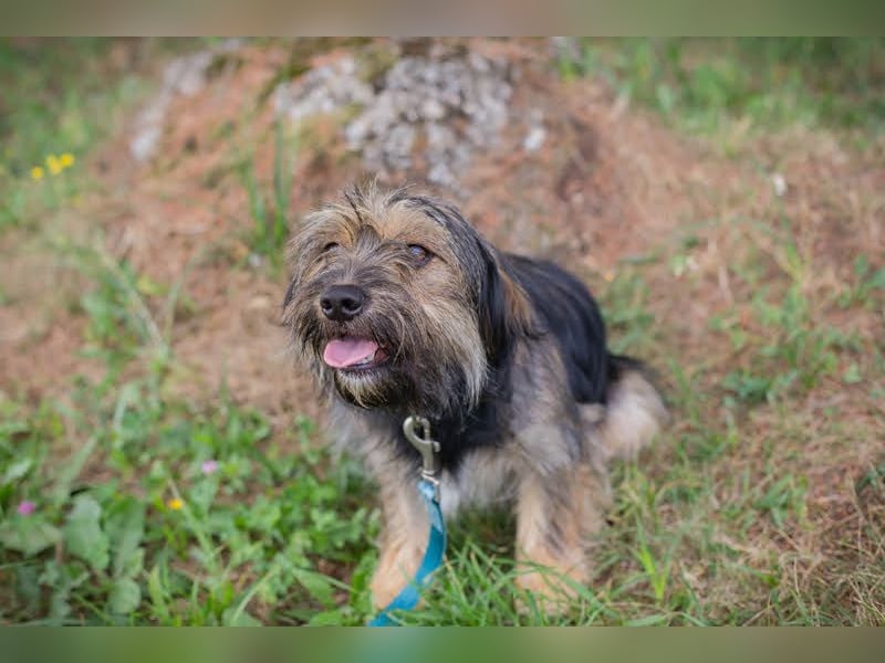 LUNA - das sanfte, kleine Hundemädchen sucht ein ruhiges, liebevolles Zuhause
