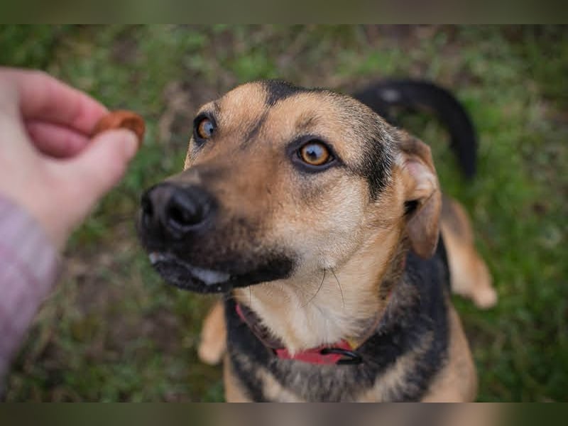 LASKA - die brave und aktive Hündin möchte deine vierbeinige Begleiterin sein!