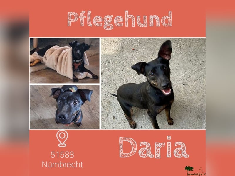 DARIA - die aufgeschlossene und neugierige kleine Maus sucht ein liebevolles Für-Immer Zuhause