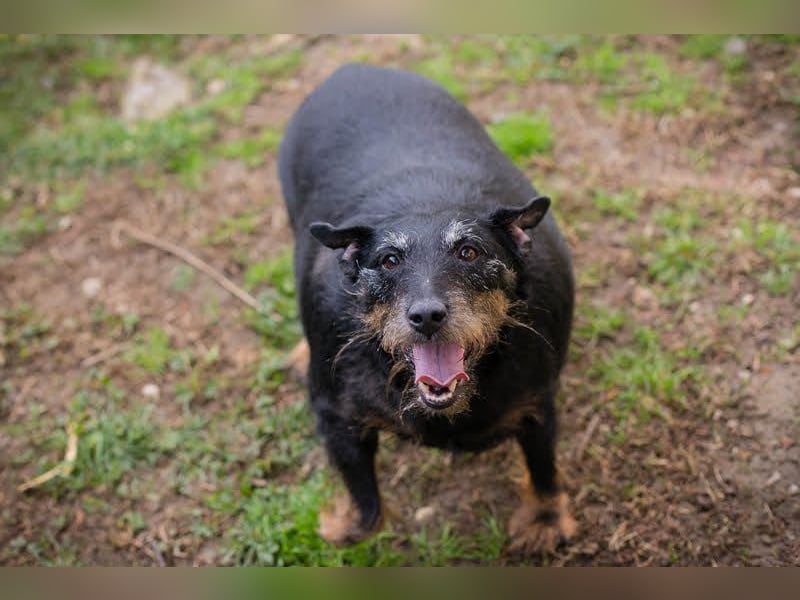 REENA - die liebe Maus sucht ein verantwortungsvolles, liebevolles Zuhause!