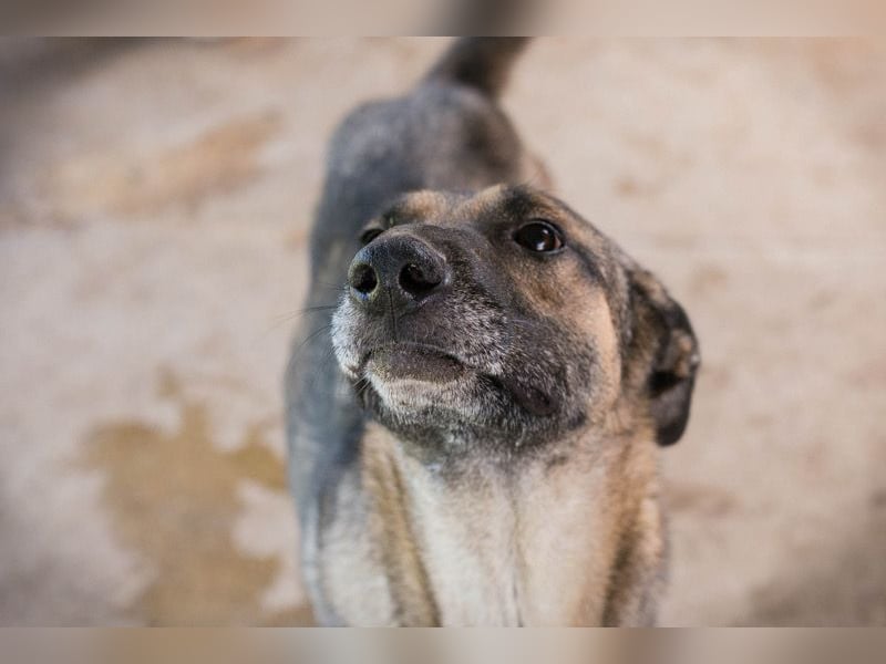 MARLEE - die aktive und verspielte Hündin freut sich auf tolle Abenteuer mit ihrer Familie