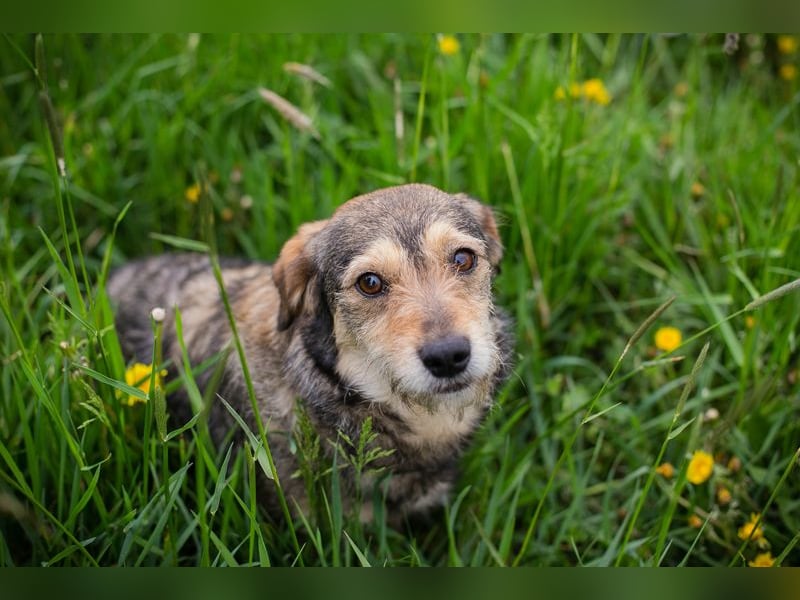 Motte - Kleines Hundemädel sucht Familie zum knuddeln und schmusen