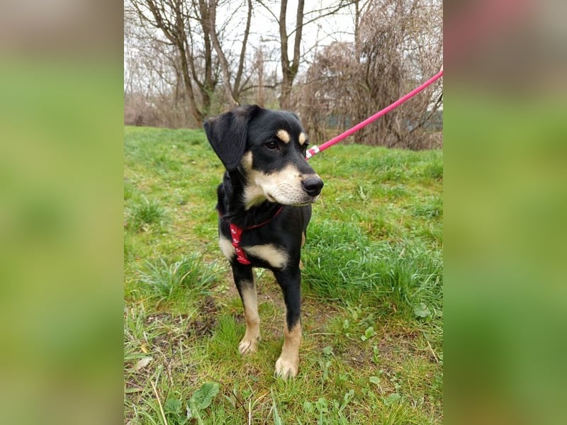 LAIKA - wenn ich groß bin möchte ich eine richtige Familienhündin sein!