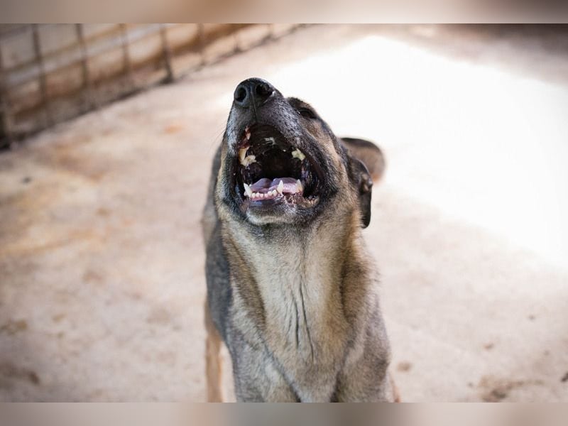 MARLEE - die aktive und verspielte Hündin freut sich auf tolle Abenteuer mit ihrer Familie