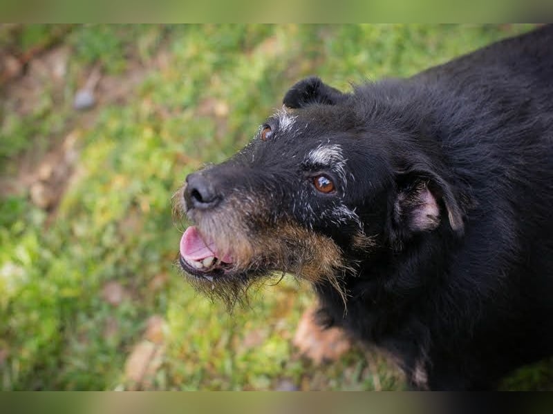 REENA - die liebe Maus sucht ein verantwortungsvolles, liebevolles Zuhause!