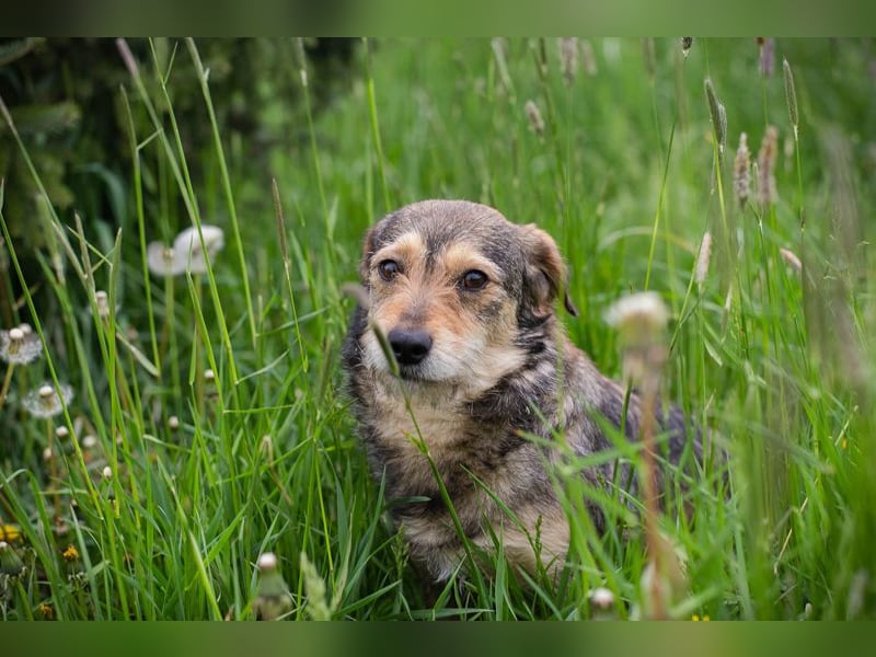 Motte - Kleines Hundemädel sucht Familie zum knuddeln und schmusen