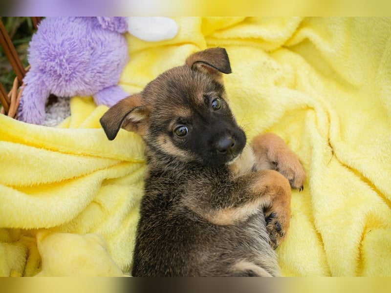 Welpe ELA - die kleine Maus freut sich auf ein tolles Leben bei einer liebevollen Familie