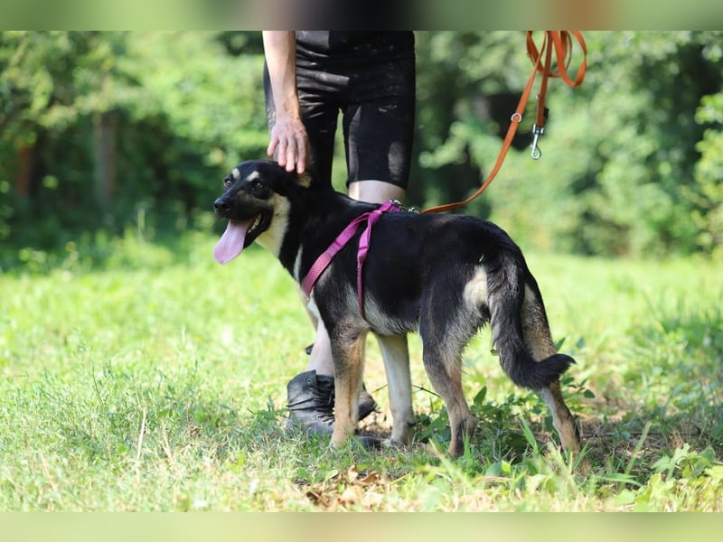 RUBY - die hübsche Maus freut sich auf ein eigenes Zuhause