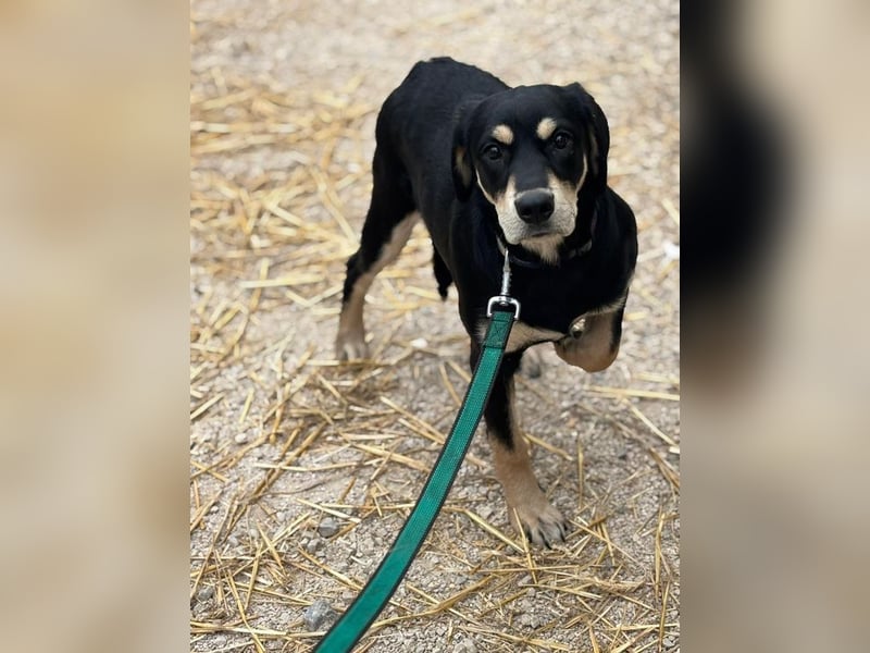 LAIKA - wer zeigt der süßen Maus, wie schön ein Hundeleben sein kann?