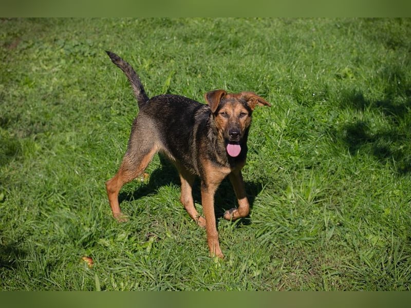 STINA - die aufgeweckte Junghündin liebt es zu spielen und zu kuscheln