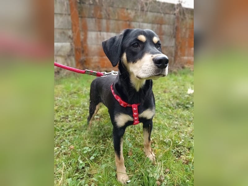 LAIKA - wenn ich groß bin möchte ich eine richtige Familienhündin sein!