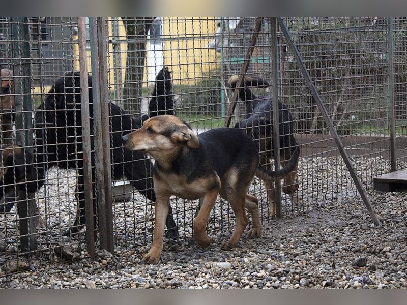 LARA - die soziale Hündin ist noch zurückhaltend und sucht hundeerfahrene Menschen