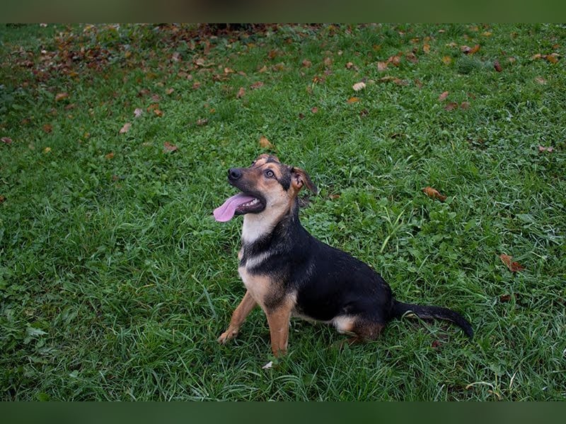 LASKA - die brave und aktive Hündin möchte deine vierbeinige Begleiterin sein!