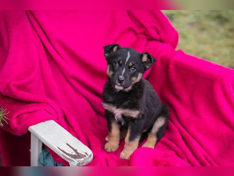 Welpe Chip Nr. 232467 - die fröhliche kleine Maus sucht ein liebevolles Zuhause