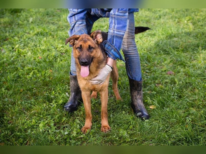 MALIE - die aktive und sportliche Hündin sucht eine Familie, die viel mit ihr unternimmt und lernt