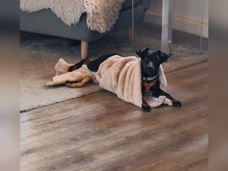 DARIA - die aufgeschlossene und neugierige kleine Maus sucht ein liebevolles Für-Immer Zuhause
