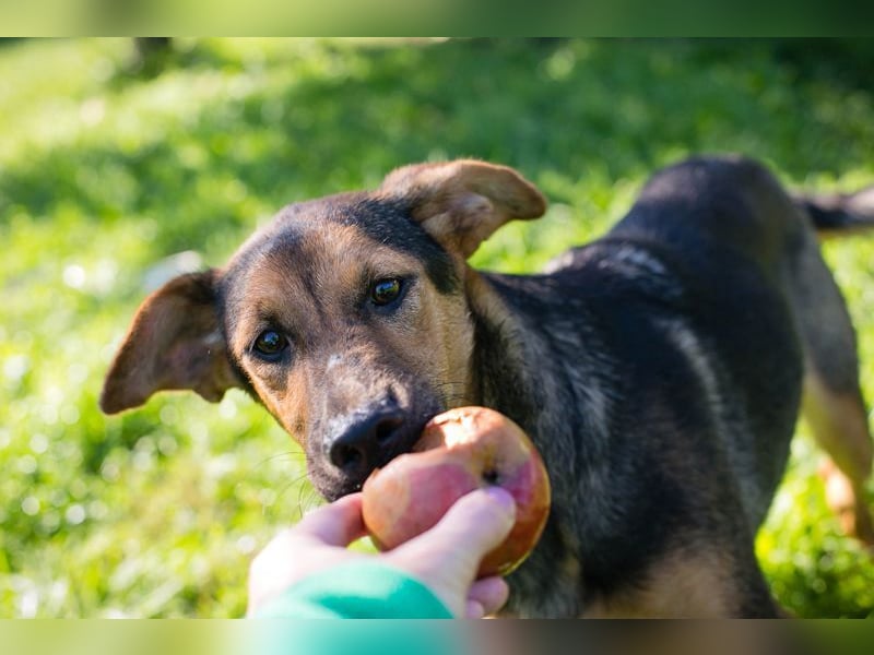 STINA - die aufgeweckte Junghündin liebt es zu spielen und zu kuscheln