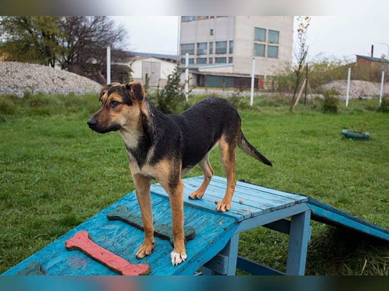 LASKA - die brave und aktive Hündin möchte deine vierbeinige Begleiterin sein!
