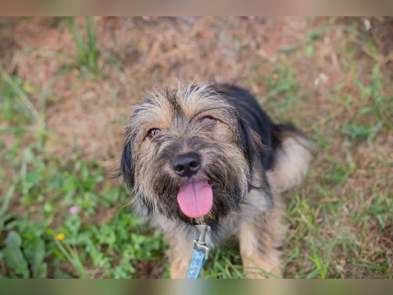 LUNA - das sanfte, kleine Hundemädchen sucht ein ruhiges, liebevolles Zuhause