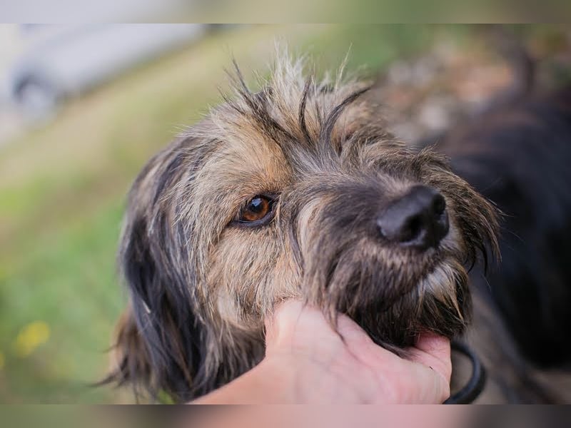 LUNA - das sanfte, kleine Hundemädchen sucht ein ruhiges, liebevolles Zuhause